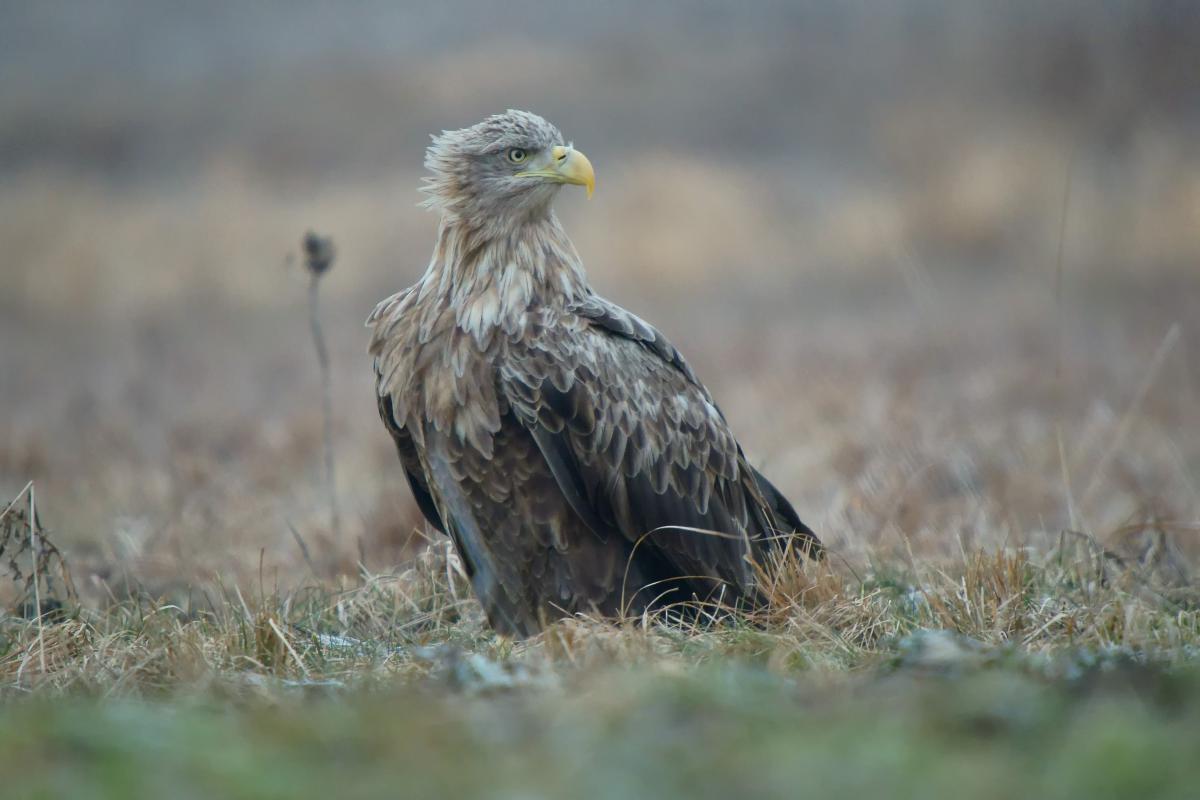 Kalmár Lajos Gábor