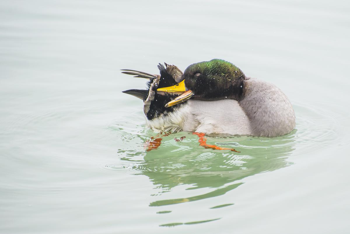 Gaál Zoltán Péter