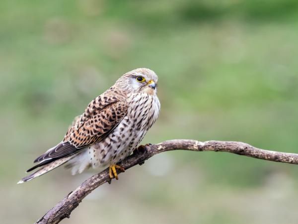 Vörös vércse portré