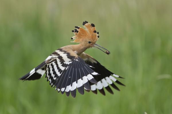 &quot;Csak ez volt a boltban!&quot;