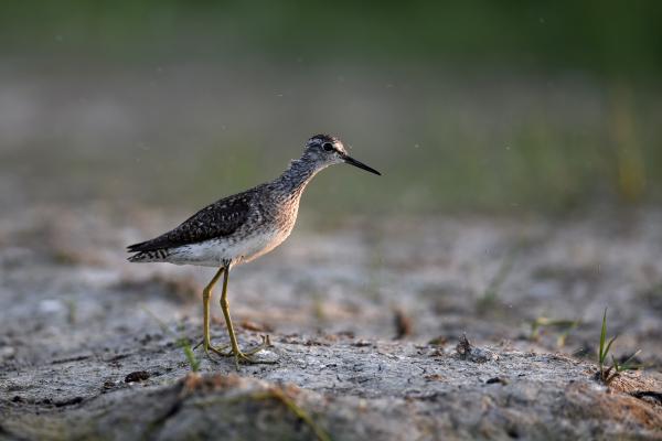A cankó sem kapkod legyek után...