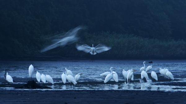 Hajnali gyülekezés