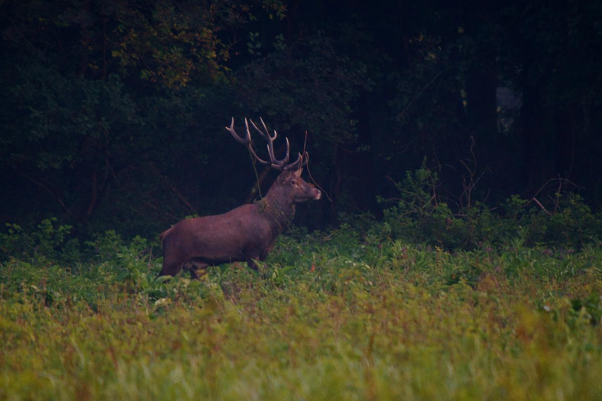 Kalmár Lajos Gábor