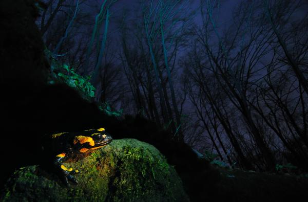 Holdfényben találkoztunk