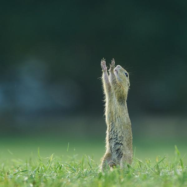 Fohász Zsila pontjaiért!