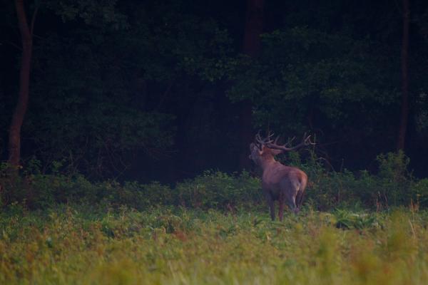 Az egész erdő tudja meg...