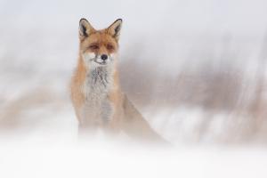 Vörös kabátos Vörös kabátos