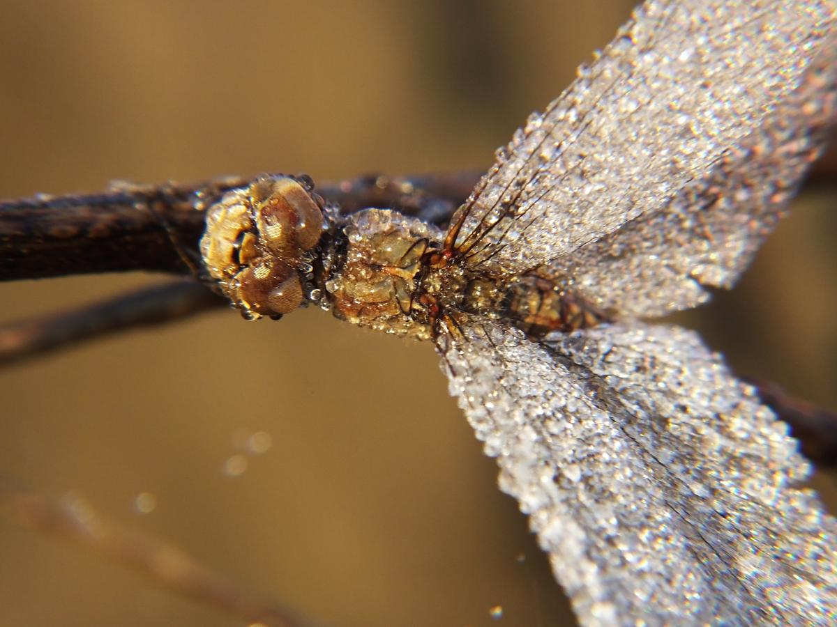 Koncz-Bisztricz Tamás