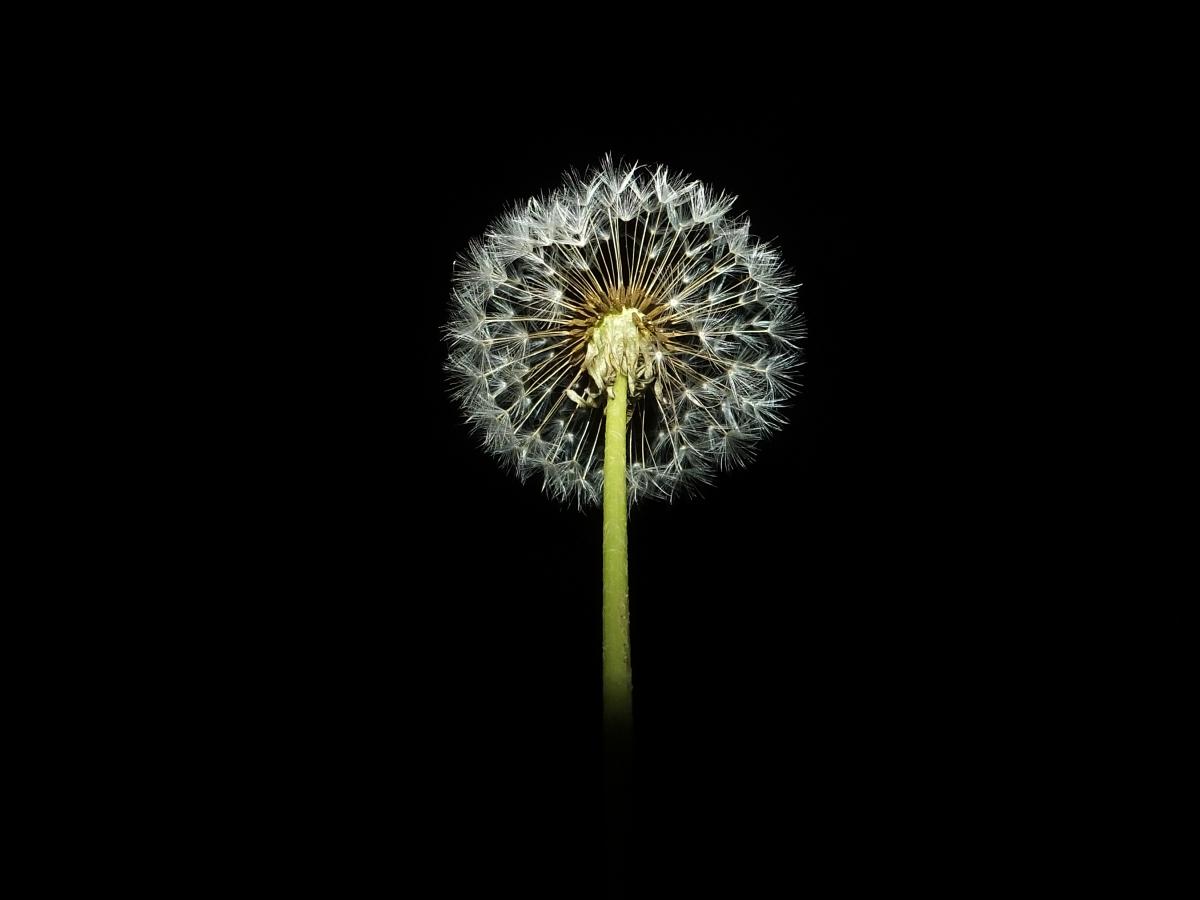 Koncz-Bisztricz Tamás