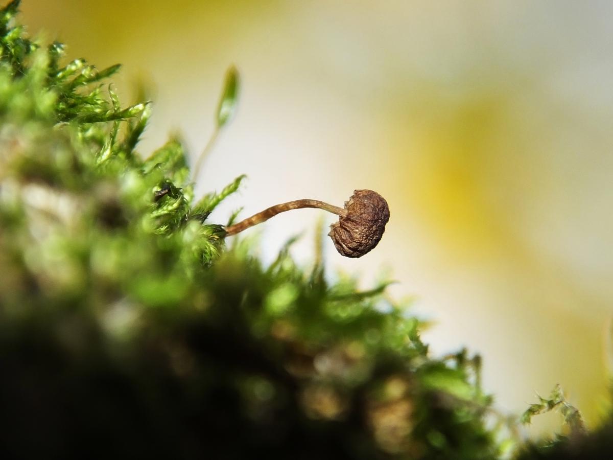 Koncz-Bisztricz Tamás