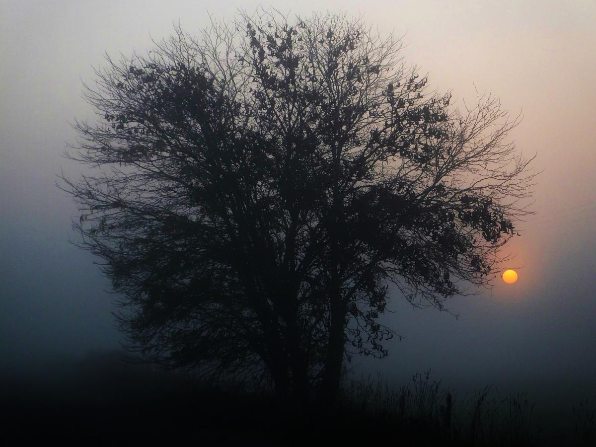 Koncz-Bisztricz Tamás