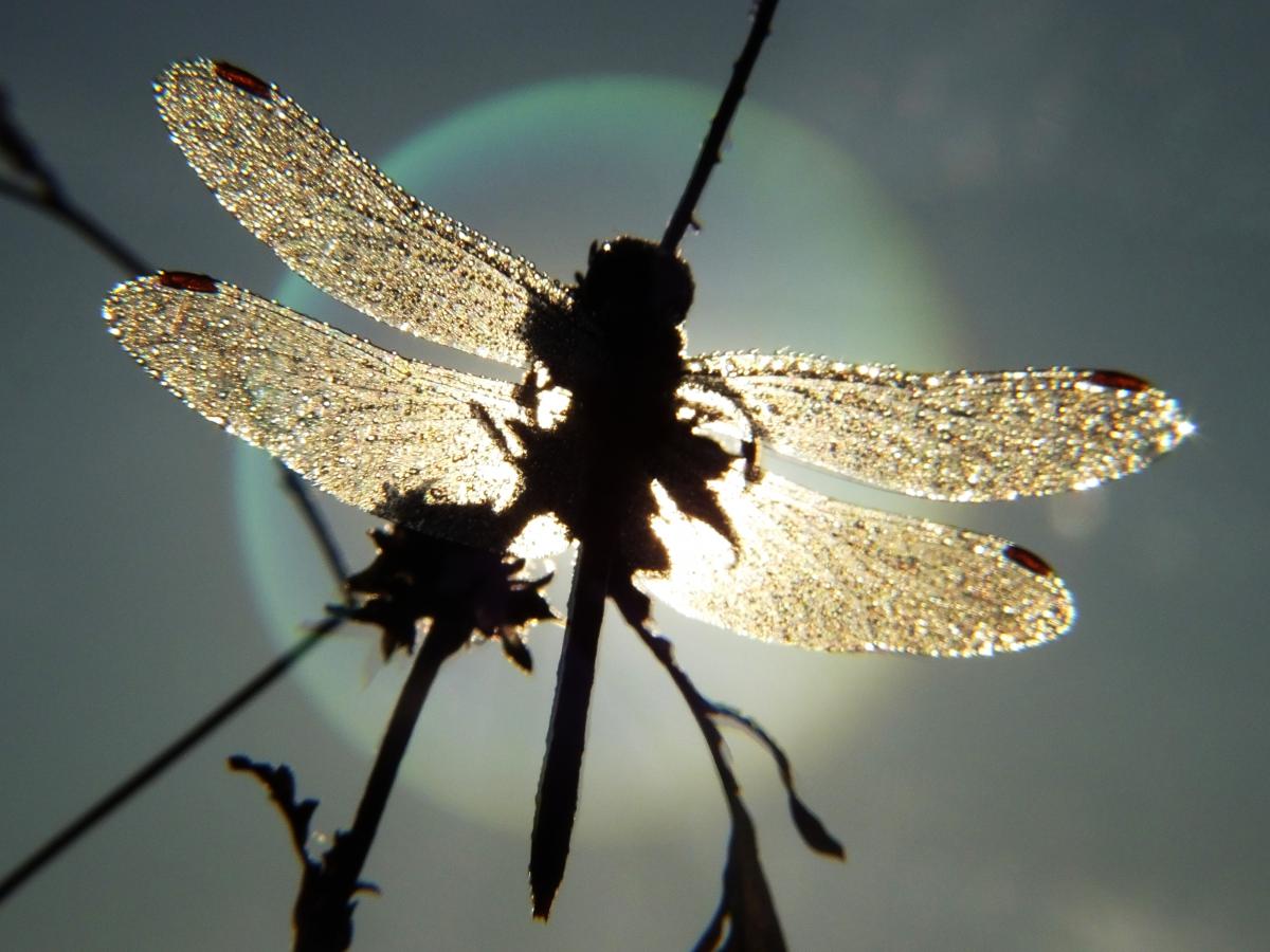 Koncz-Bisztricz Tamás