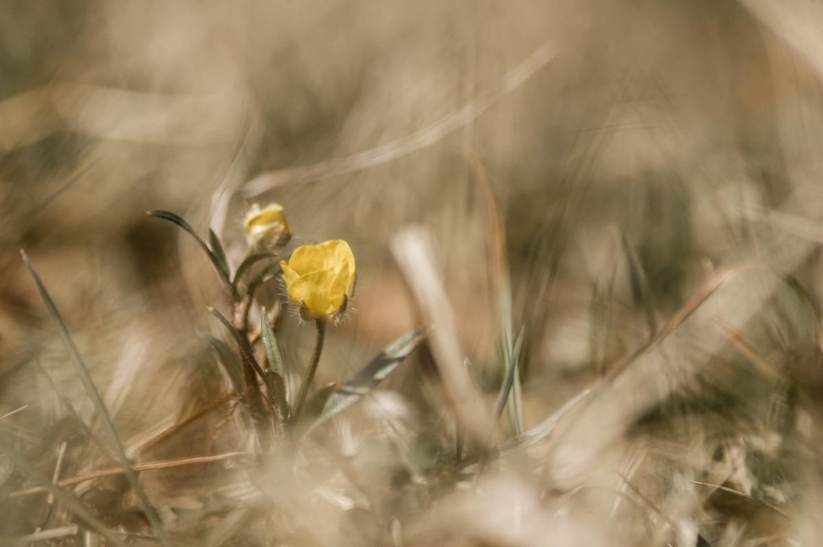 Berkesi Ágota Mirjam