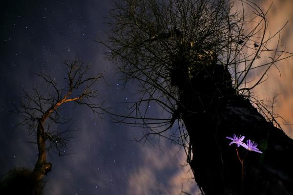 Csillagok (csillagvirág)