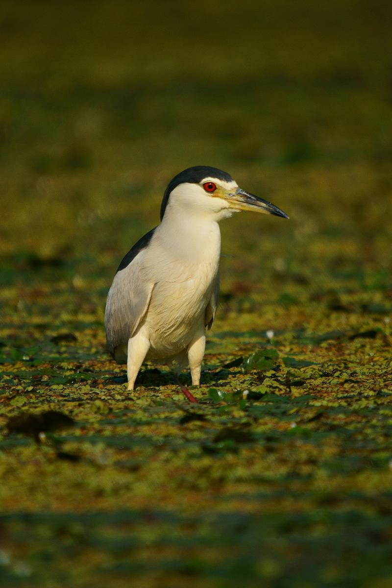 Kalmár Lajos Gábor