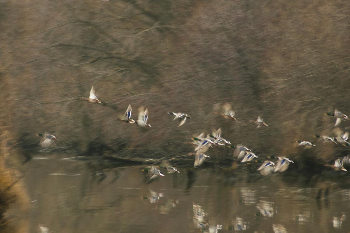 Berkesi Ágota Mirjam