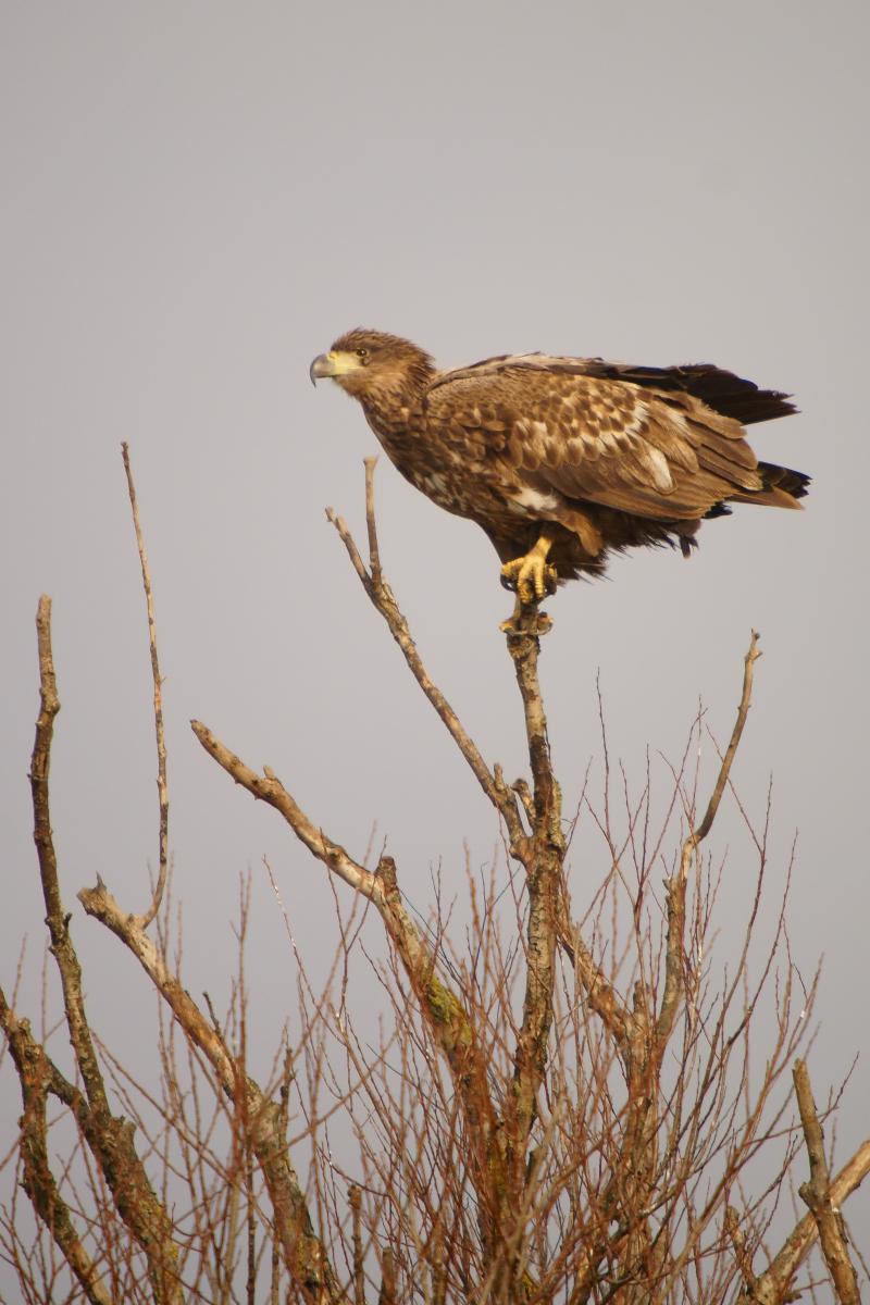 Kalmár Lajos Gábor