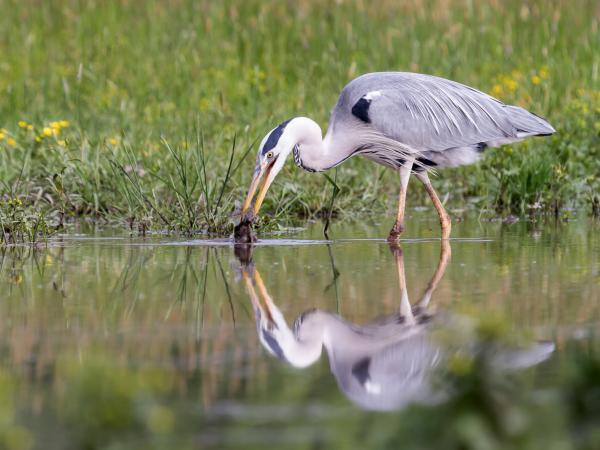 Hálászó szürkegém