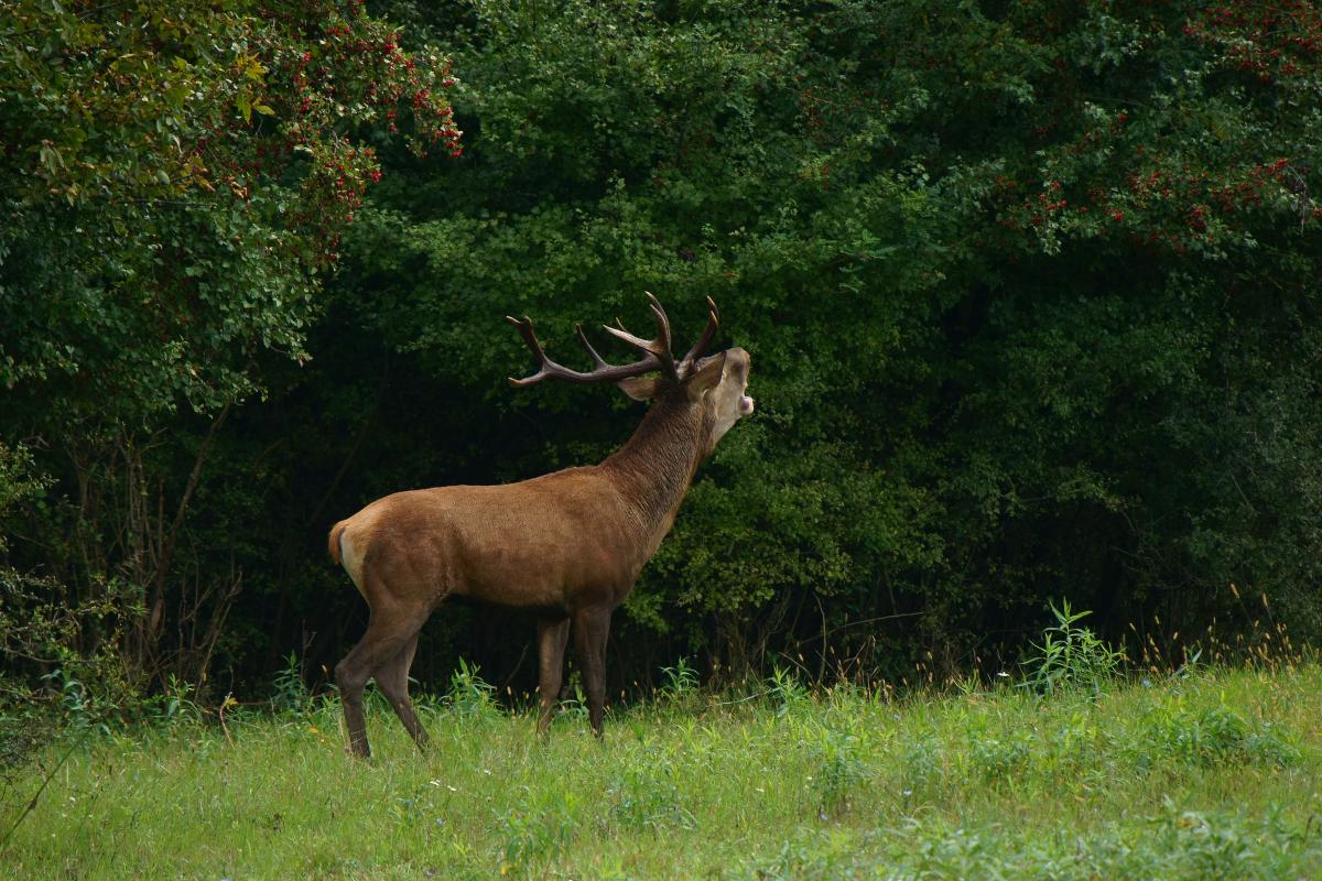 Kalmár Lajos Gábor