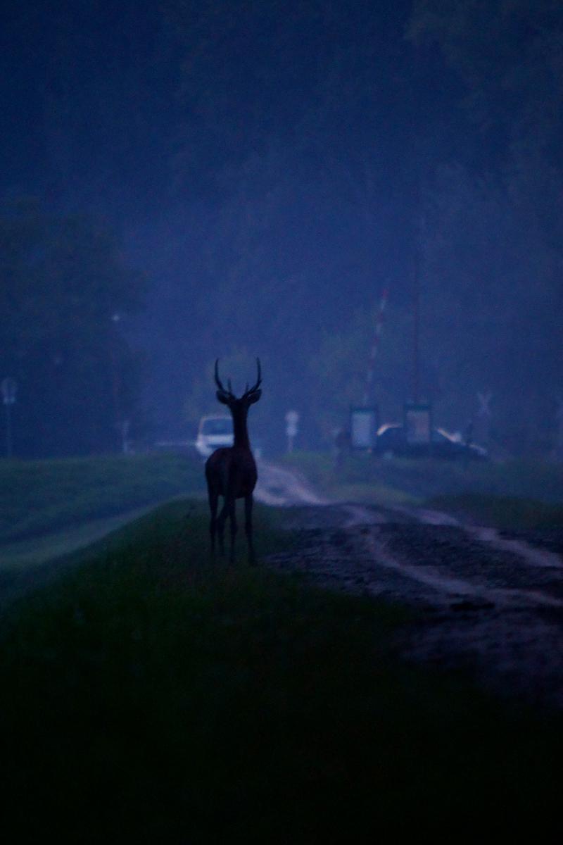 Kalmár Lajos Gábor