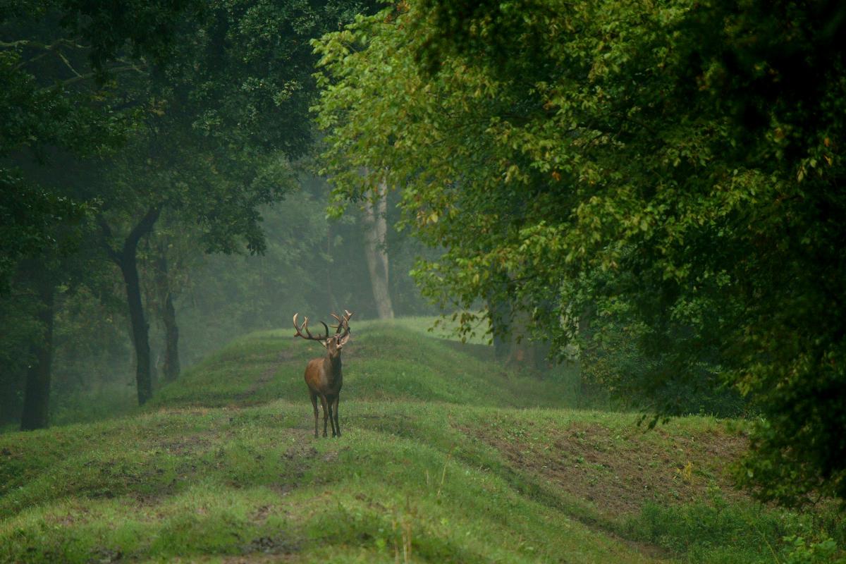 Kalmár Lajos Gábor
