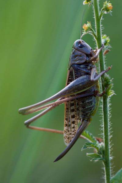 &quot;Női szépség&quot;