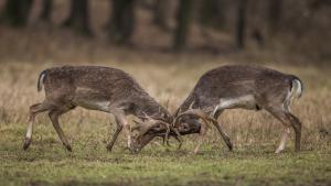 összegabalyodva összegabalyodva