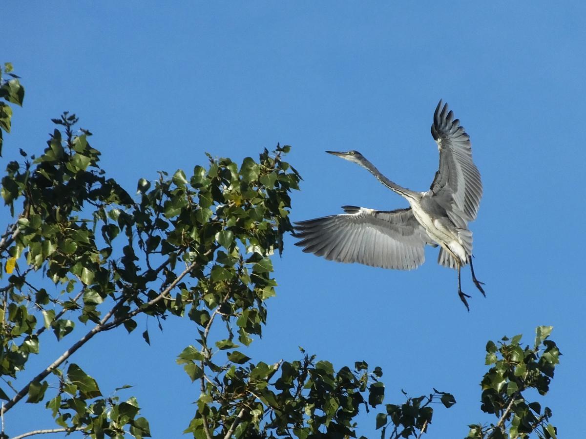 Koncz-Bisztricz Tamás