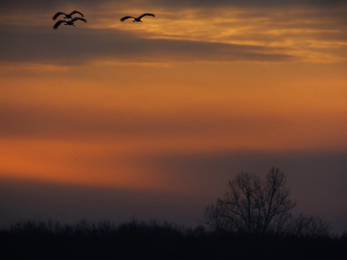 Koncz-Bisztricz Tamás