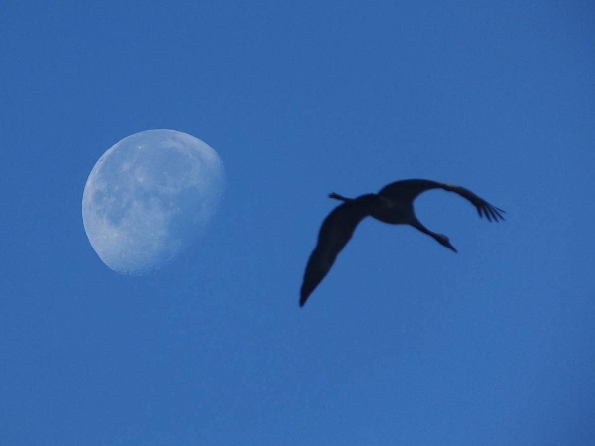 Koncz-Bisztricz Tamás