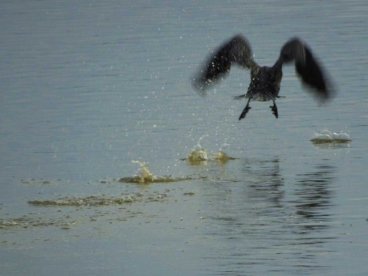 Koncz-Bisztricz Tamás