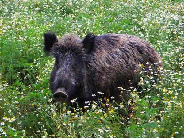 Vaddisznó a kamillásban