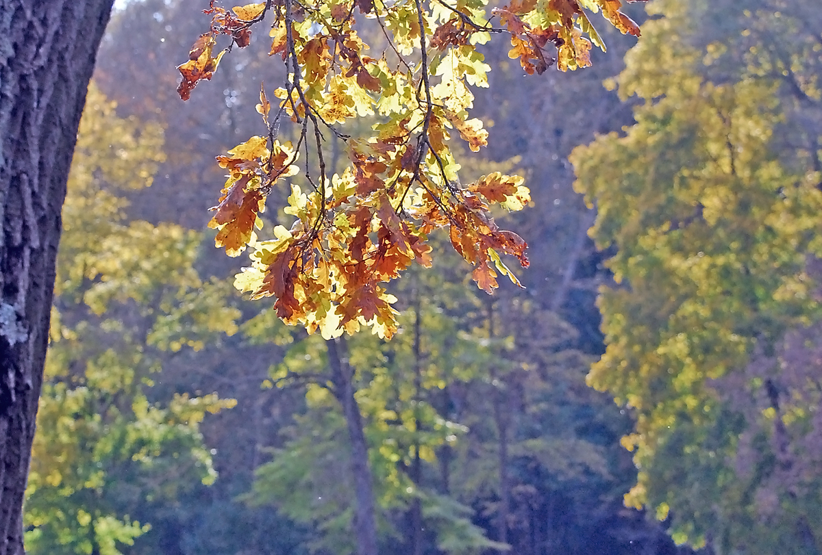 Gaál Zoltán Péter