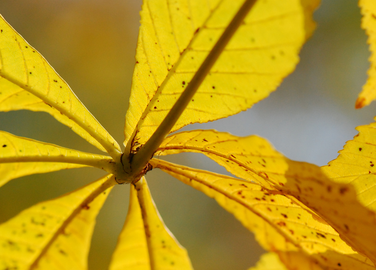 Gaál Zoltán Péter