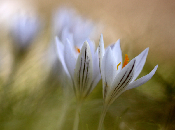 Tarka sáfrány csoport