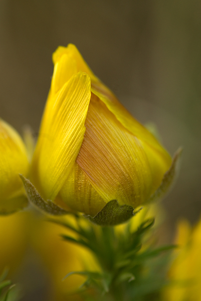 Adonis vernalis