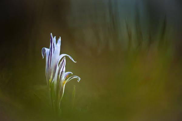 Sáfrány testvérek