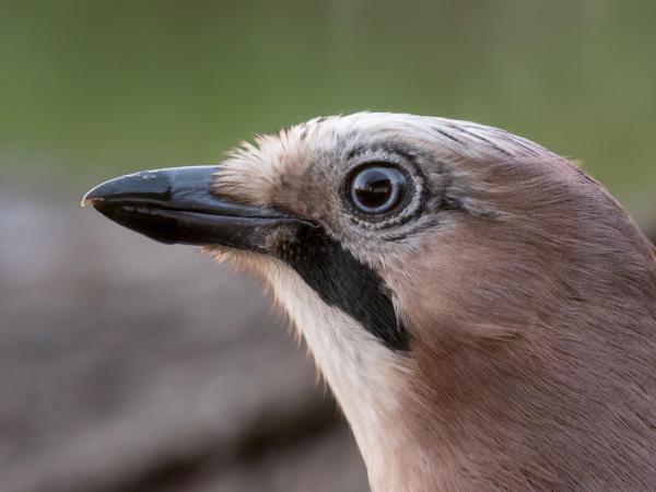 Természetfotós selfie
