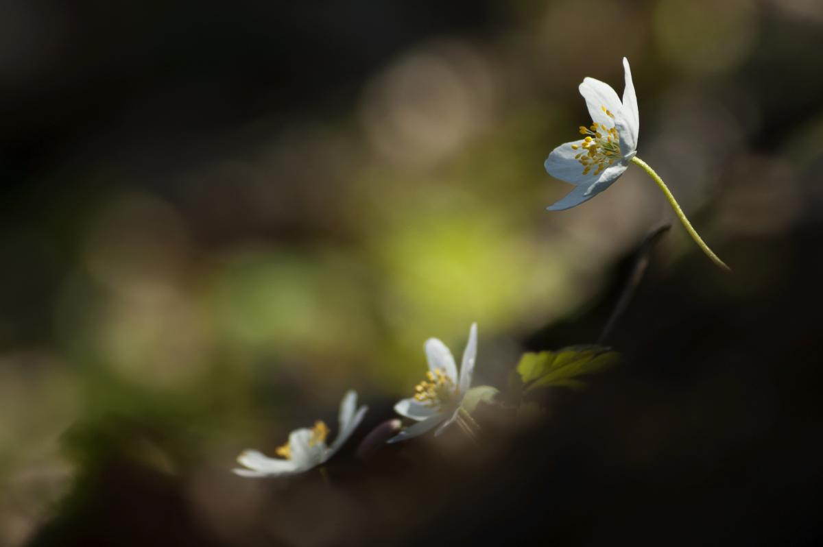 Berkesi Ágota Mirjam