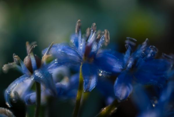 Hajnali csillagvirág