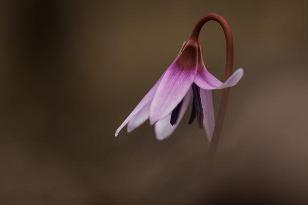 Ébredő kakasmandinkó