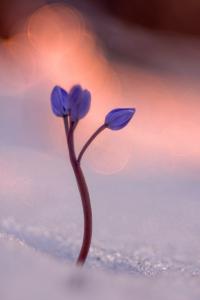 Csillag születik Csillag születik