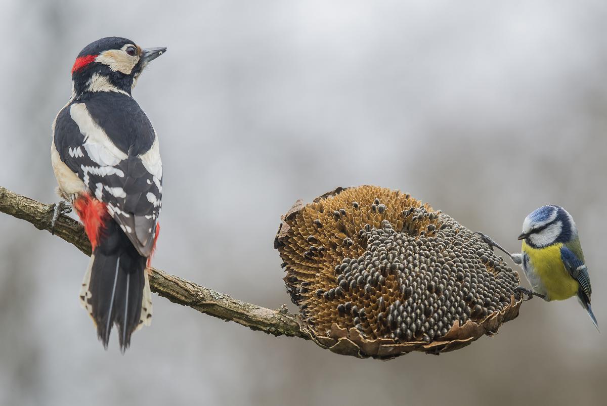 Gaál Zoltán Péter