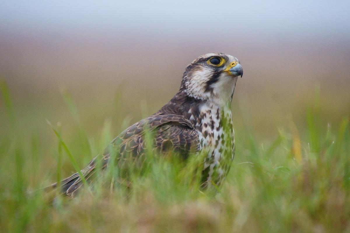 Kalmár Lajos Gábor