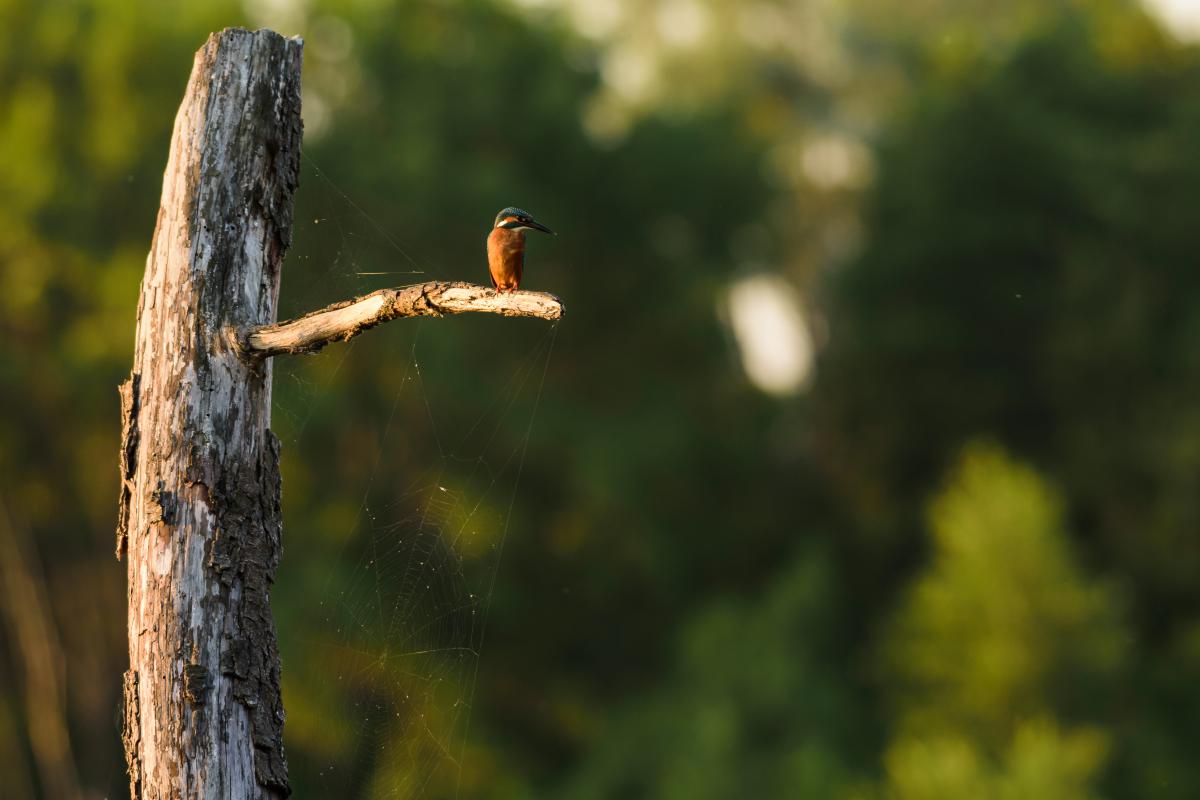Szakolczai Krisztina