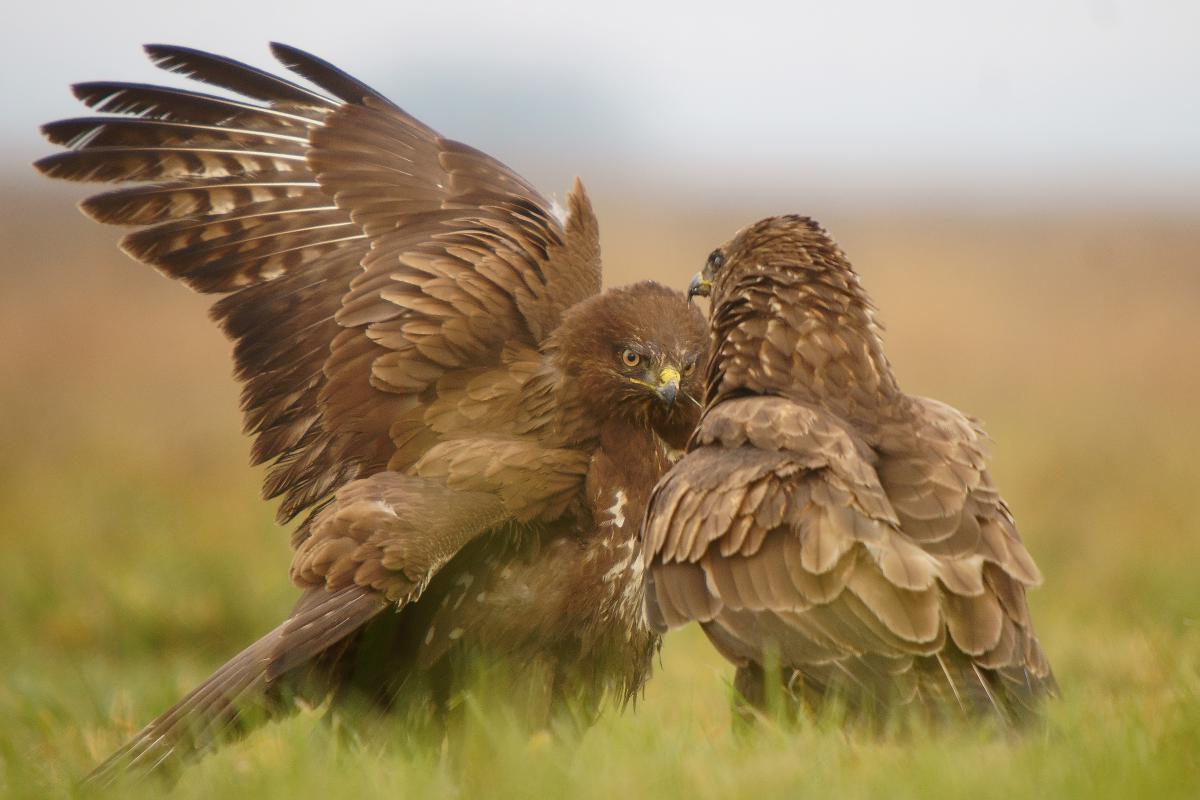 Kalmár Lajos Gábor