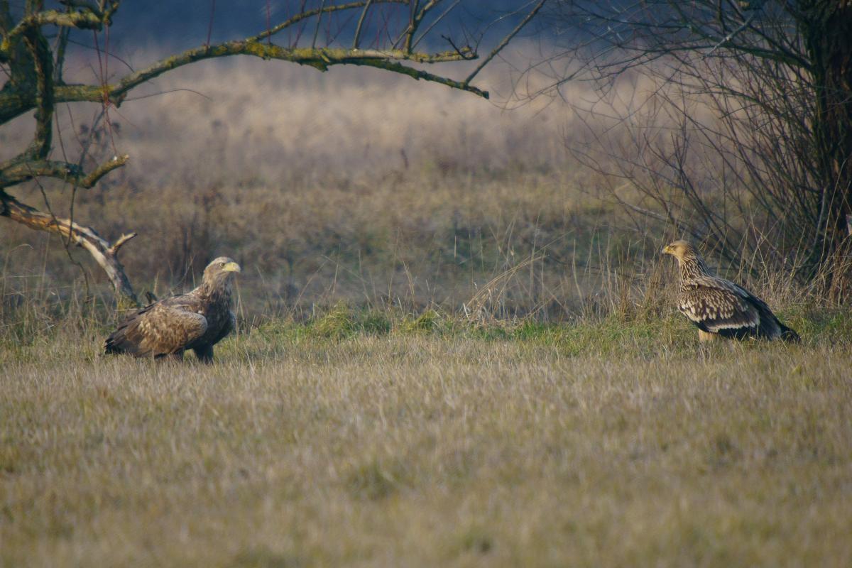 Kalmár Lajos Gábor