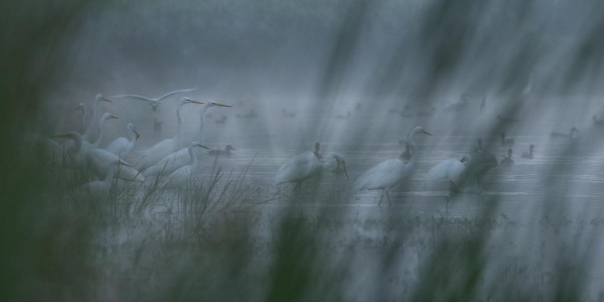 Szakolczai Krisztina