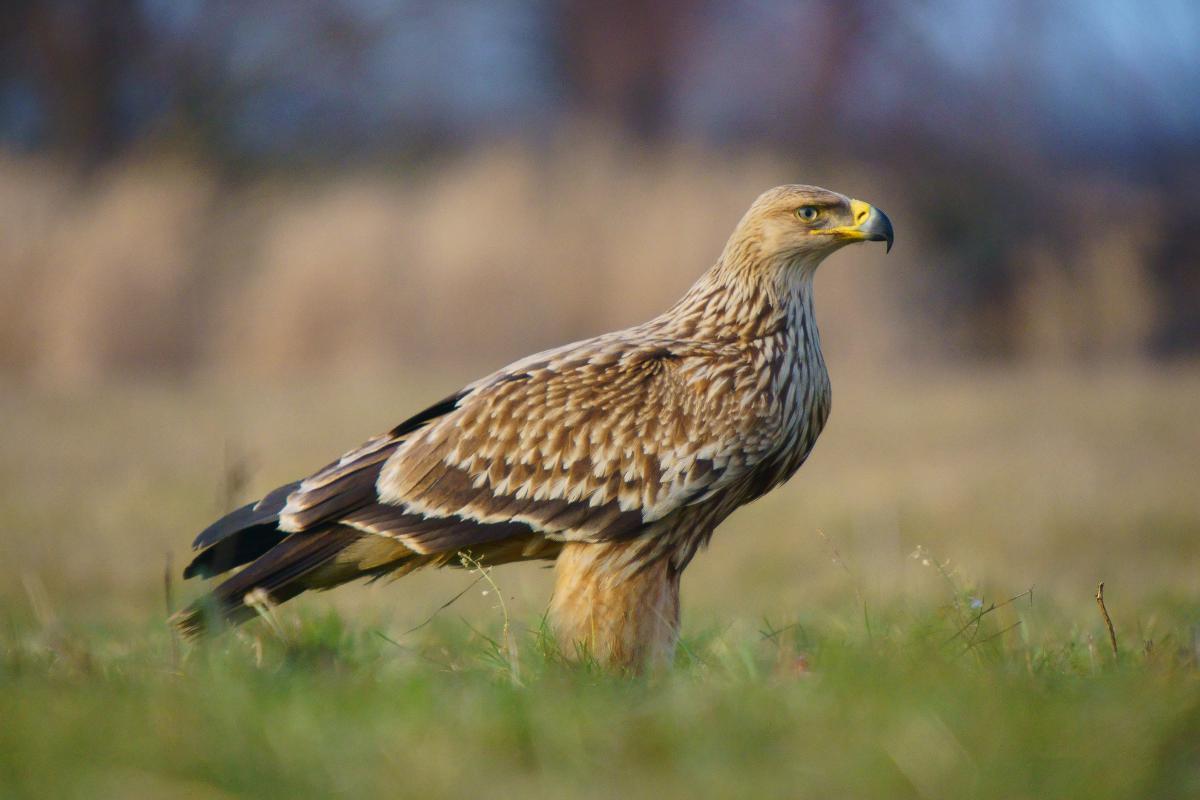 Kalmár Lajos Gábor