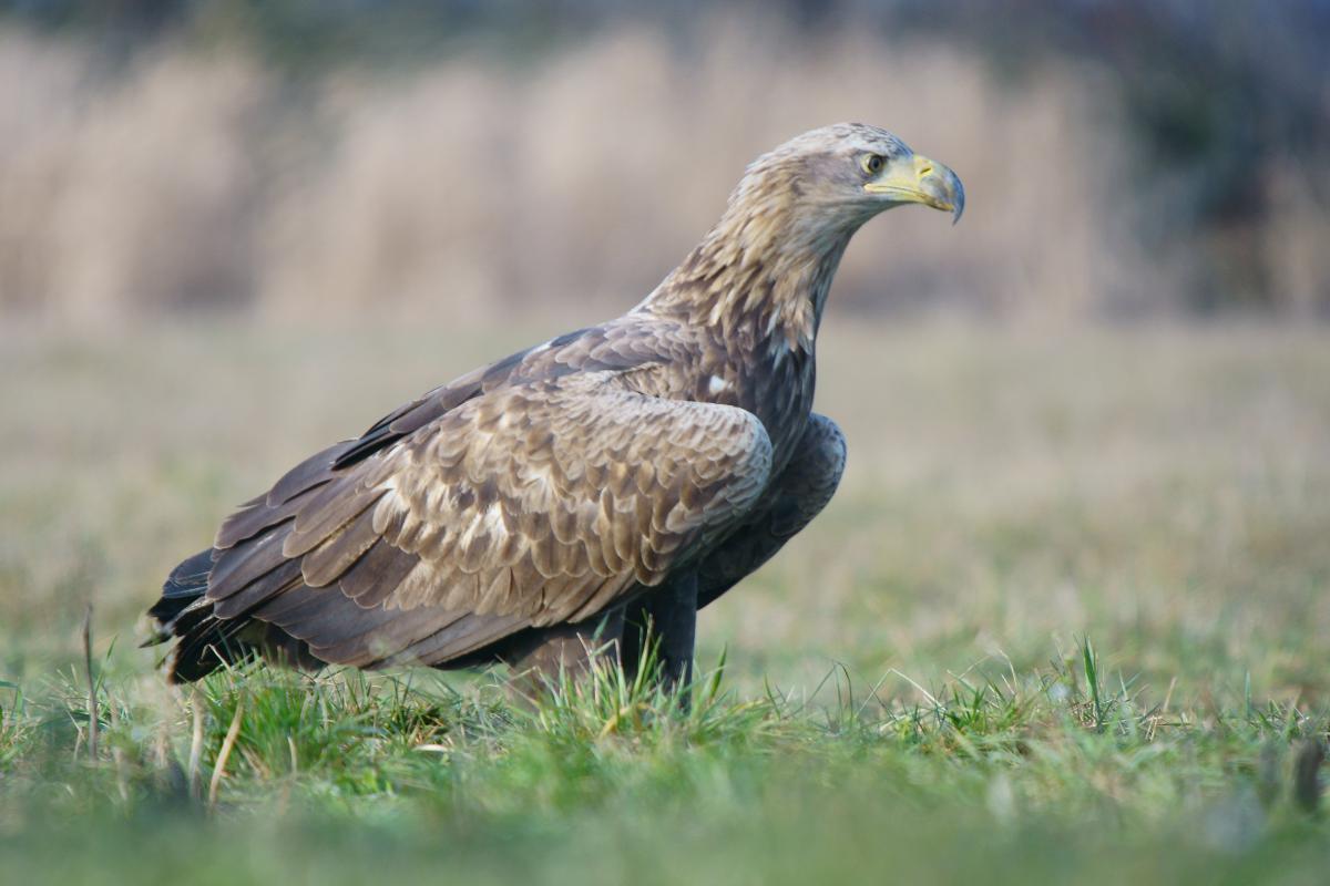 Kalmár Lajos Gábor